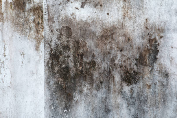 Best Emergency Mold Remediation  in Wheatland, CA