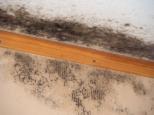 Mold Documentation for Insurance Claims in Wheatland, CA