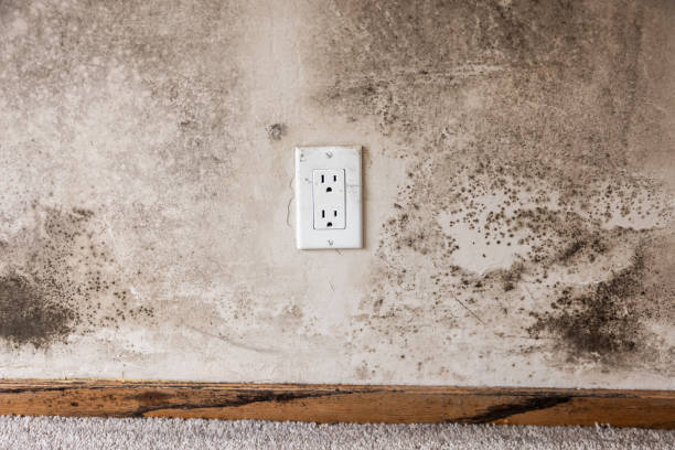 Best Comprehensive Air Testing for Mold Contaminants  in Wheatland, CA